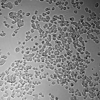 shengyou鼠尾胶原蛋白包被pc-12细胞生长照片