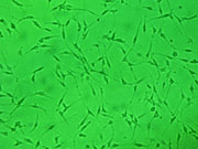 NIH-3T3细胞