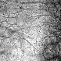 shengyou鼠尾胶原蛋白三维胶NIH-3T3细胞生长照片